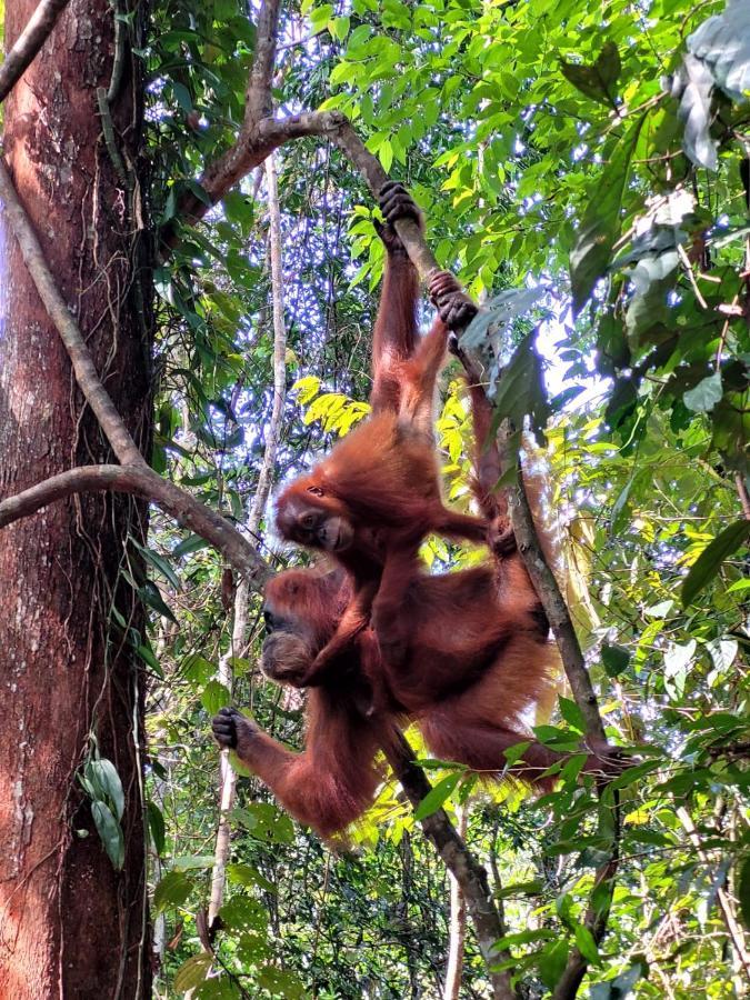Jungle Life Guest House - Trekking & Transport Only Book With Us Bukit Lawang Ngoại thất bức ảnh