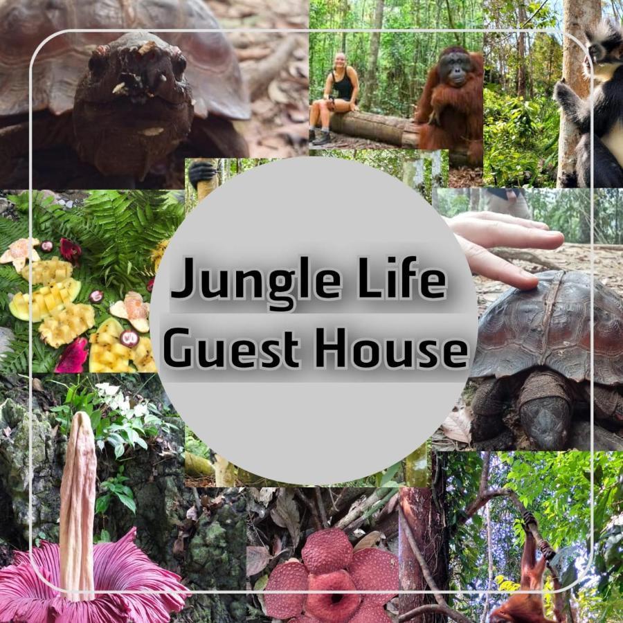 Jungle Life Guest House - Trekking & Transport Only Book With Us Bukit Lawang Ngoại thất bức ảnh