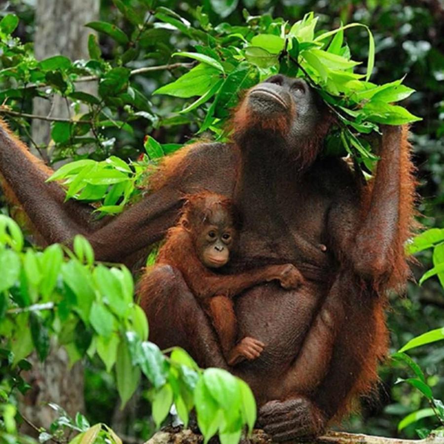 Jungle Life Guest House - Trekking & Transport Only Book With Us Bukit Lawang Ngoại thất bức ảnh