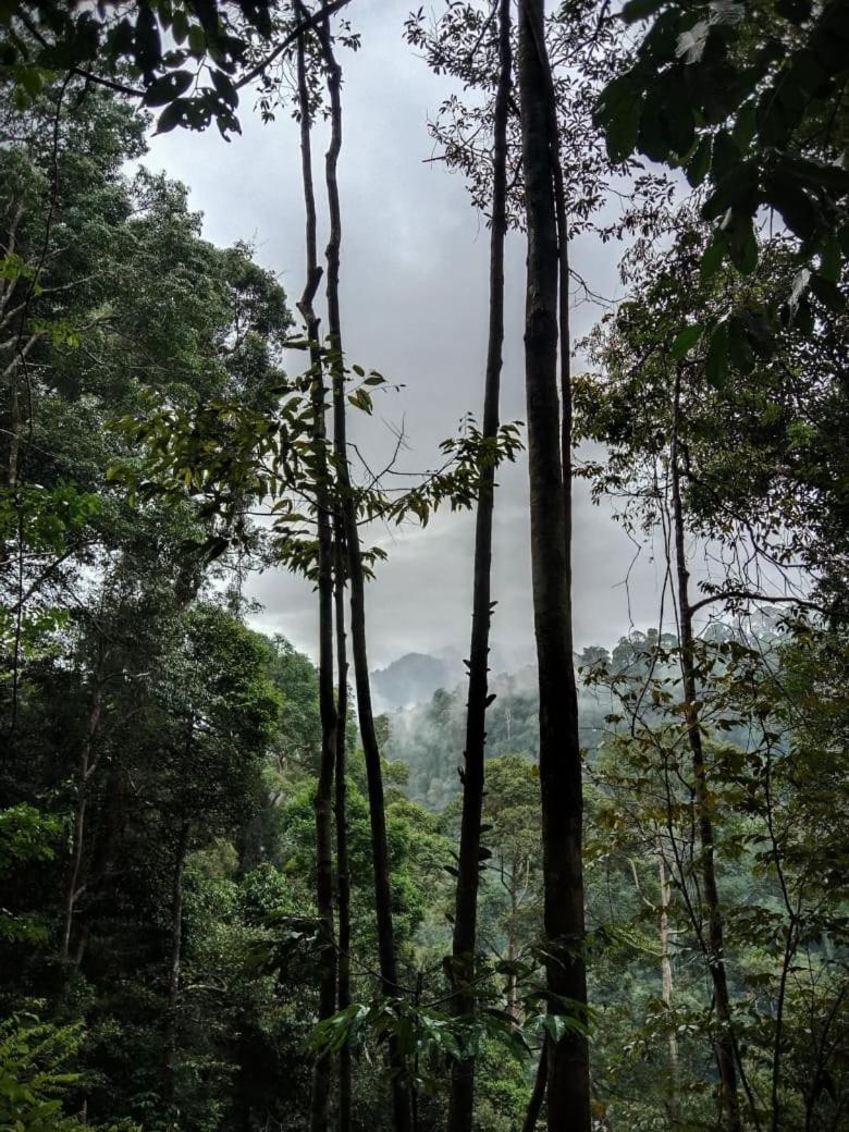 Jungle Life Guest House - Trekking & Transport Only Book With Us Bukit Lawang Ngoại thất bức ảnh