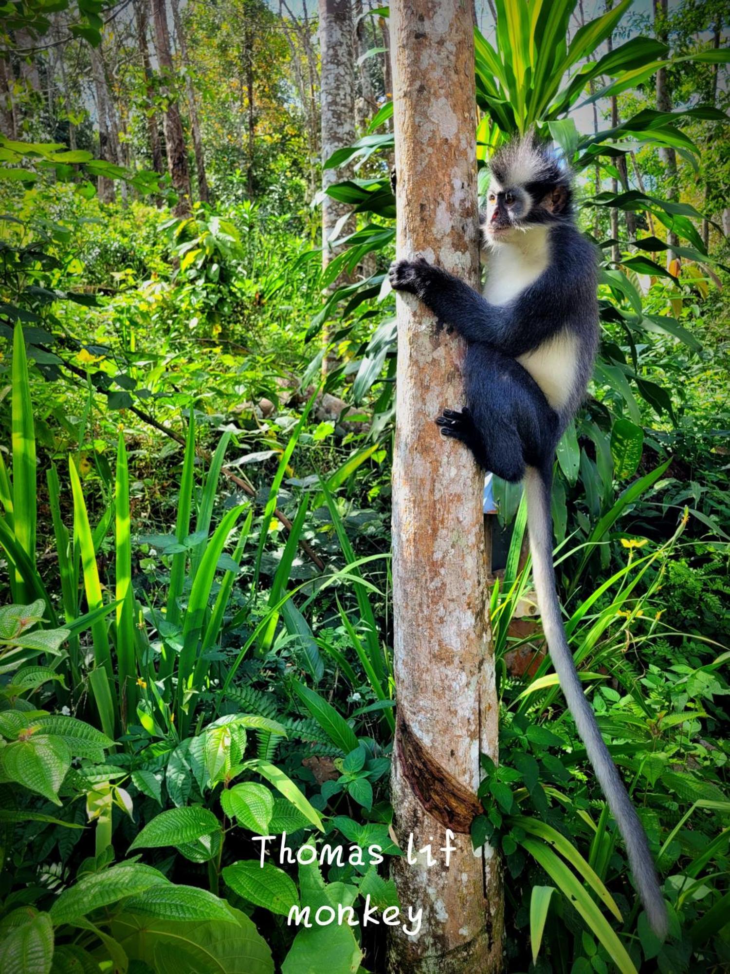 Jungle Life Guest House - Trekking & Transport Only Book With Us Bukit Lawang Ngoại thất bức ảnh