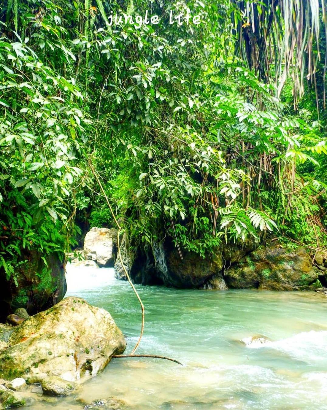 Jungle Life Guest House - Trekking & Transport Only Book With Us Bukit Lawang Ngoại thất bức ảnh