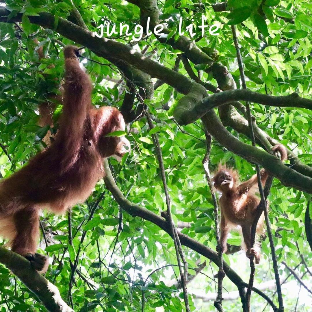 Jungle Life Guest House - Trekking & Transport Only Book With Us Bukit Lawang Ngoại thất bức ảnh
