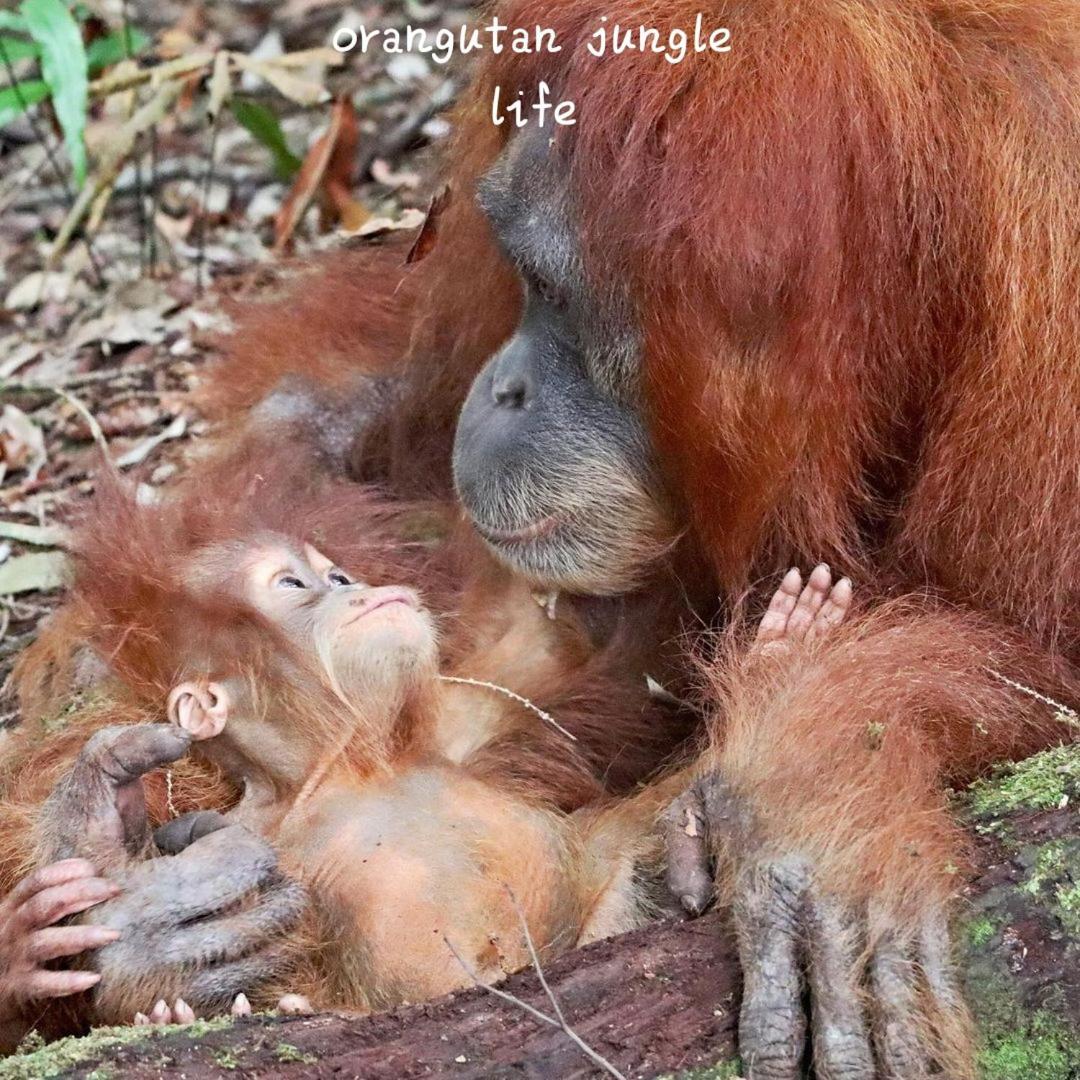 Jungle Life Guest House - Trekking & Transport Only Book With Us Bukit Lawang Ngoại thất bức ảnh