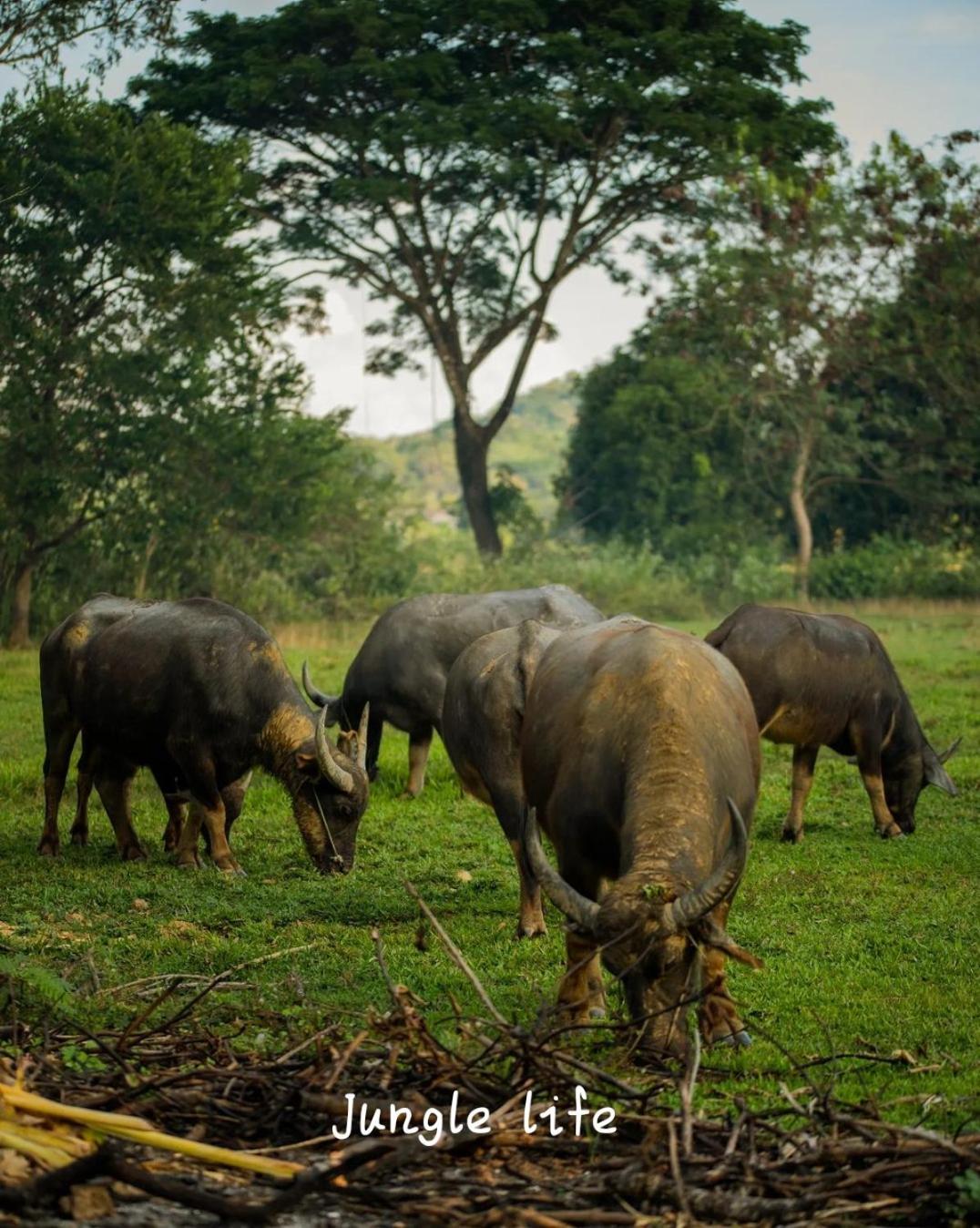 Jungle Life Guest House - Trekking & Transport Only Book With Us Bukit Lawang Ngoại thất bức ảnh
