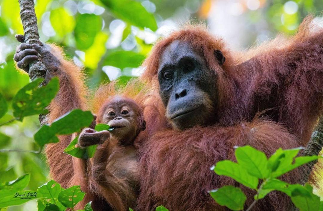 Jungle Life Guest House - Trekking & Transport Only Book With Us Bukit Lawang Ngoại thất bức ảnh