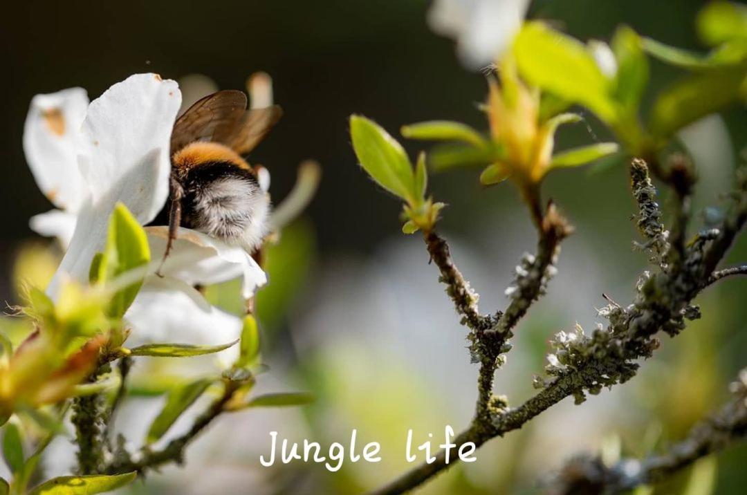 Jungle Life Guest House - Trekking & Transport Only Book With Us Bukit Lawang Ngoại thất bức ảnh