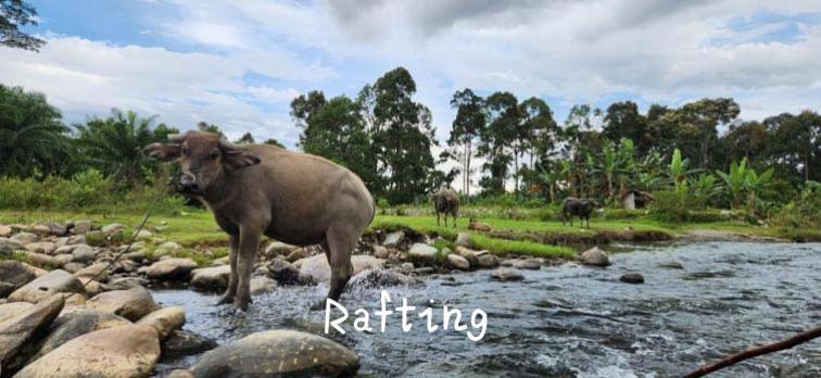 Jungle Life Guest House - Trekking & Transport Only Book With Us Bukit Lawang Ngoại thất bức ảnh