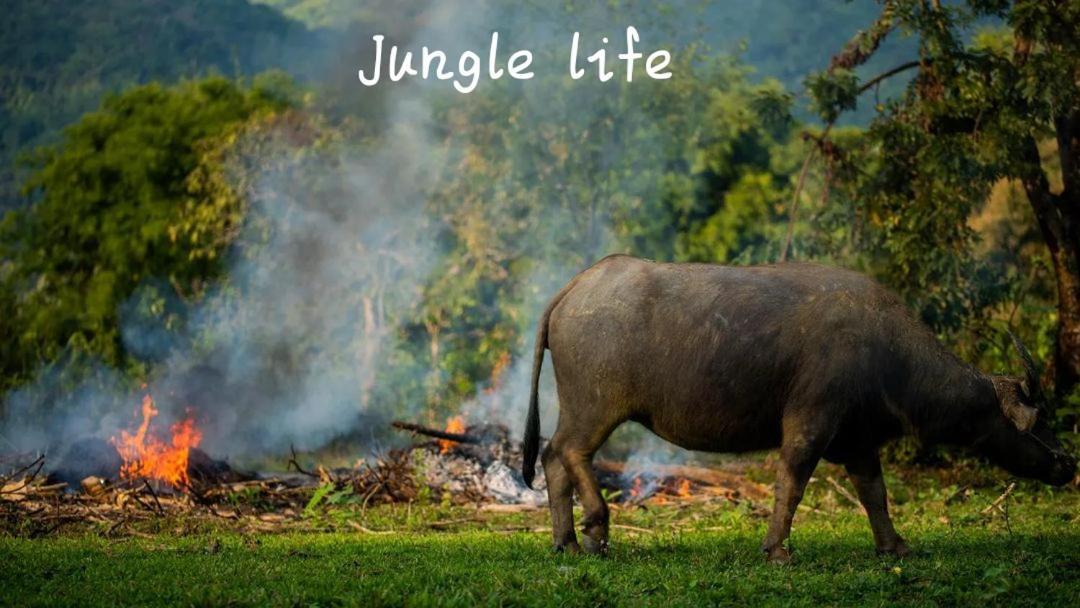 Jungle Life Guest House - Trekking & Transport Only Book With Us Bukit Lawang Ngoại thất bức ảnh