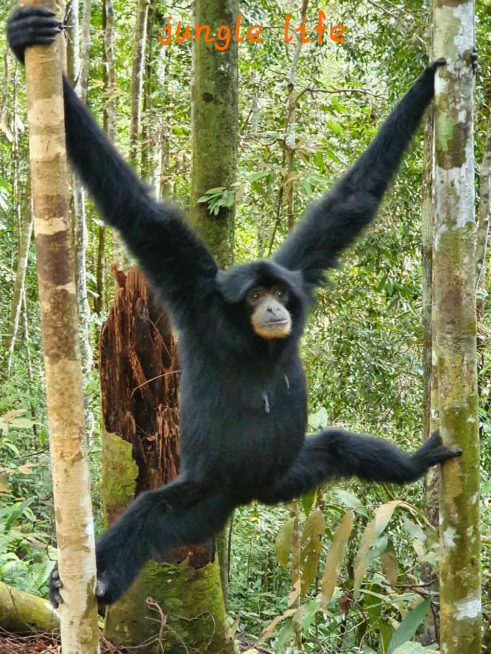 Jungle Life Guest House - Trekking & Transport Only Book With Us Bukit Lawang Ngoại thất bức ảnh