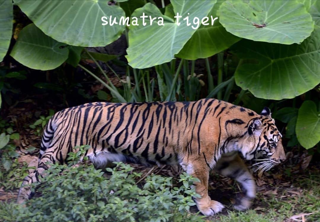 Jungle Life Guest House - Trekking & Transport Only Book With Us Bukit Lawang Ngoại thất bức ảnh
