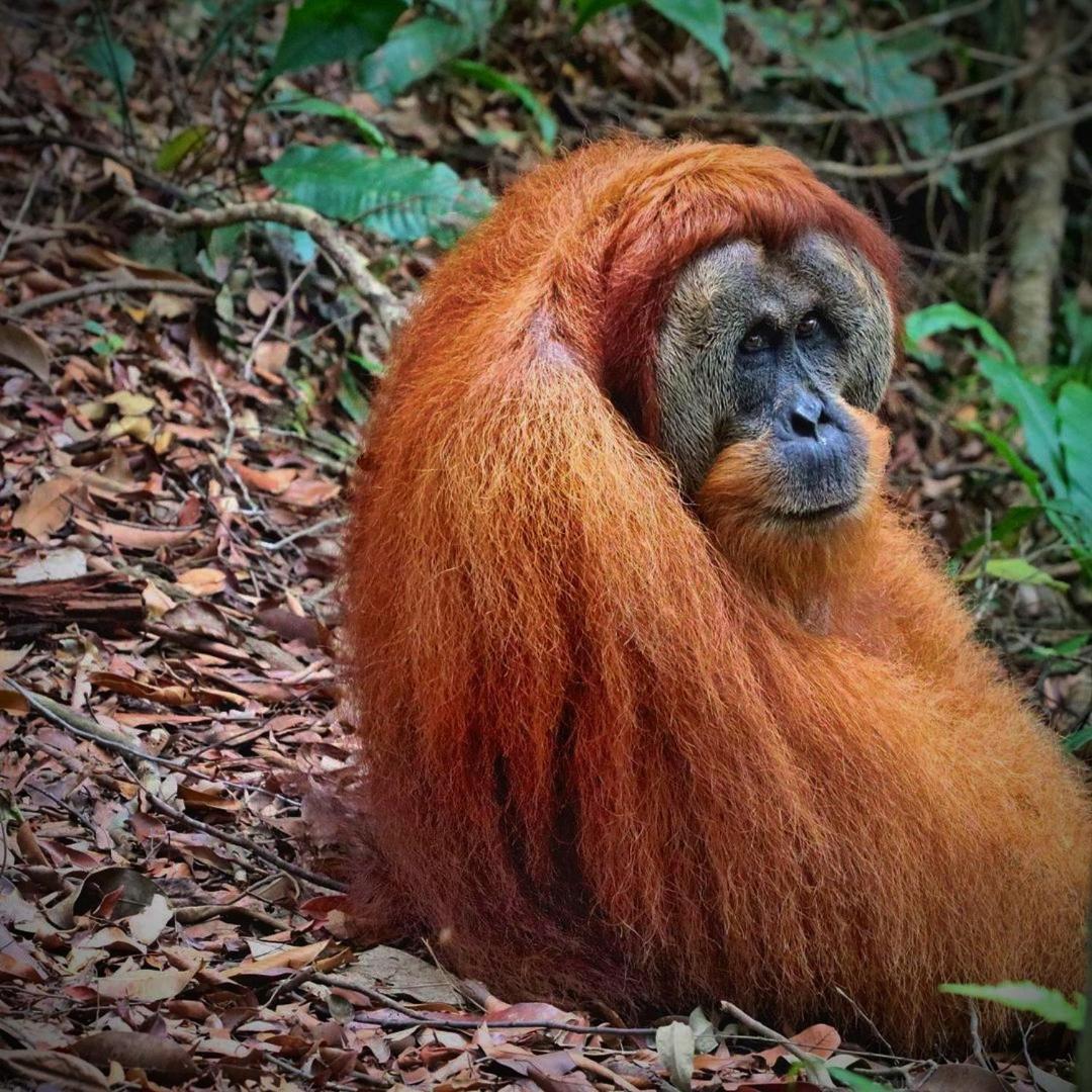 Jungle Life Guest House - Trekking & Transport Only Book With Us Bukit Lawang Ngoại thất bức ảnh