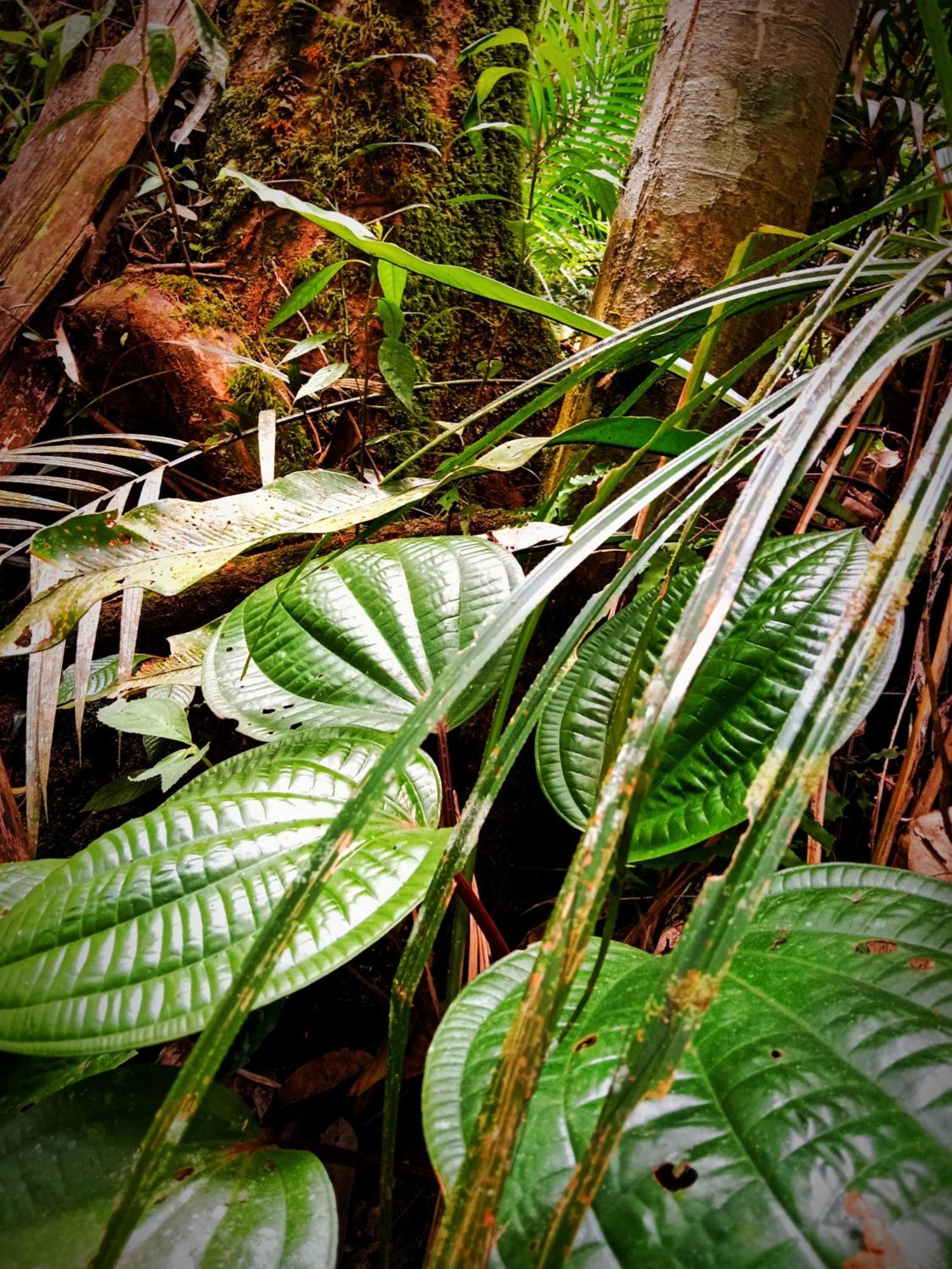 Jungle Life Guest House - Trekking & Transport Only Book With Us Bukit Lawang Ngoại thất bức ảnh