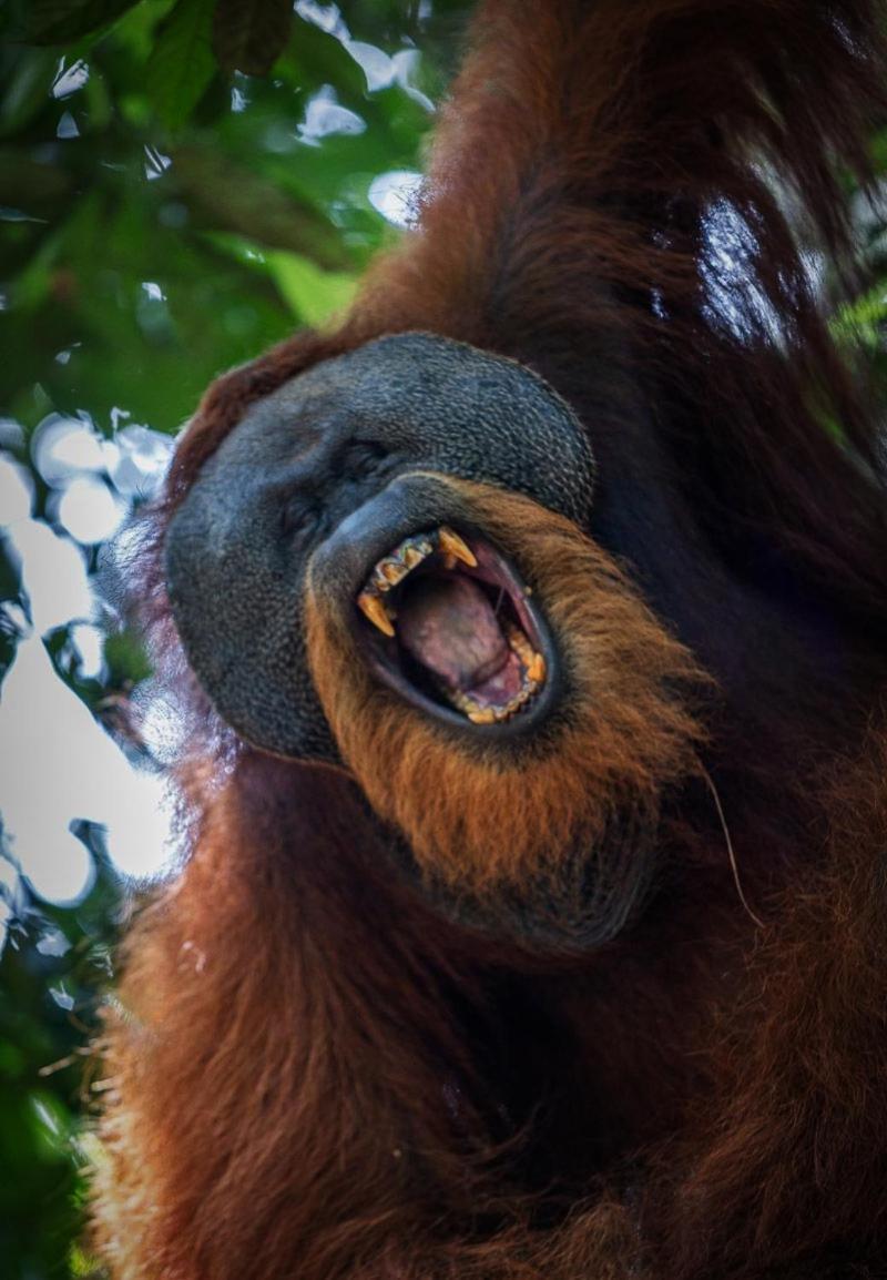 Jungle Life Guest House - Trekking & Transport Only Book With Us Bukit Lawang Ngoại thất bức ảnh