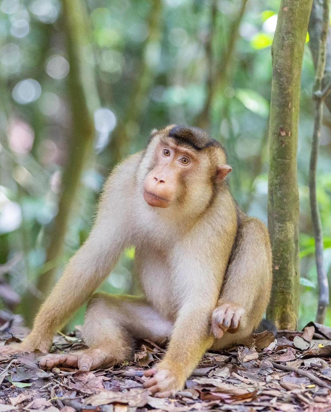 Jungle Life Guest House - Trekking & Transport Only Book With Us Bukit Lawang Ngoại thất bức ảnh