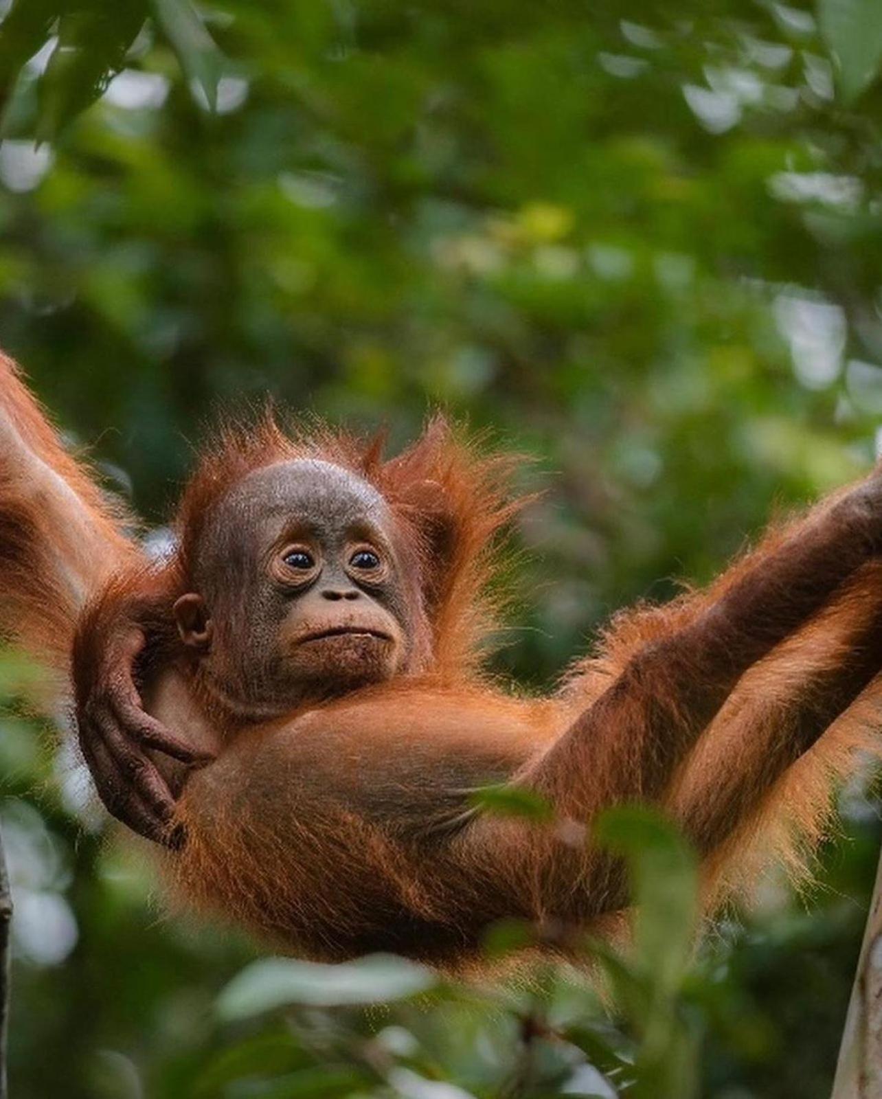 Jungle Life Guest House - Trekking & Transport Only Book With Us Bukit Lawang Ngoại thất bức ảnh