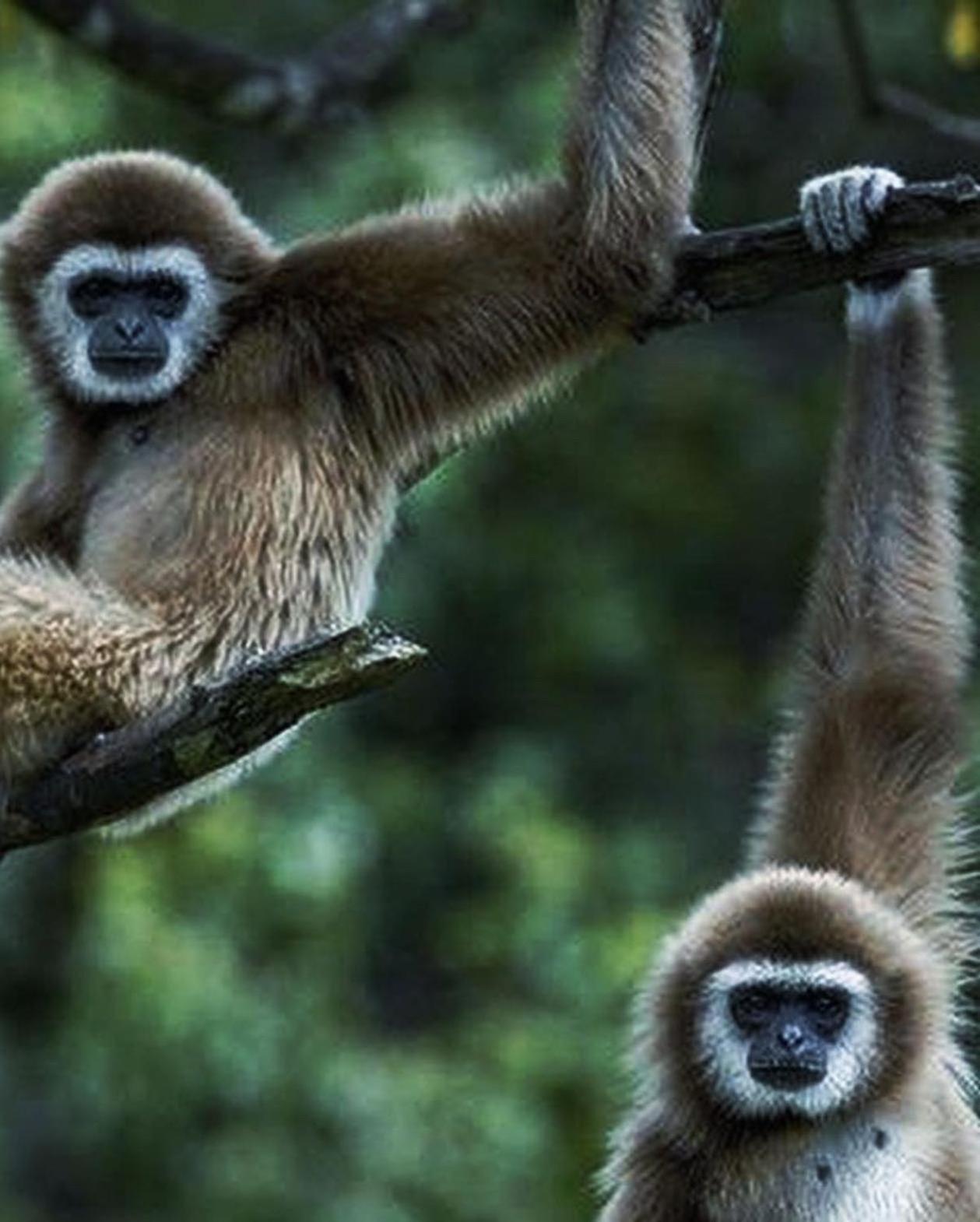 Jungle Life Guest House - Trekking & Transport Only Book With Us Bukit Lawang Ngoại thất bức ảnh