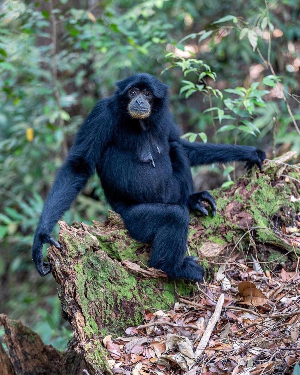 Jungle Life Guest House - Trekking & Transport Only Book With Us Bukit Lawang Ngoại thất bức ảnh