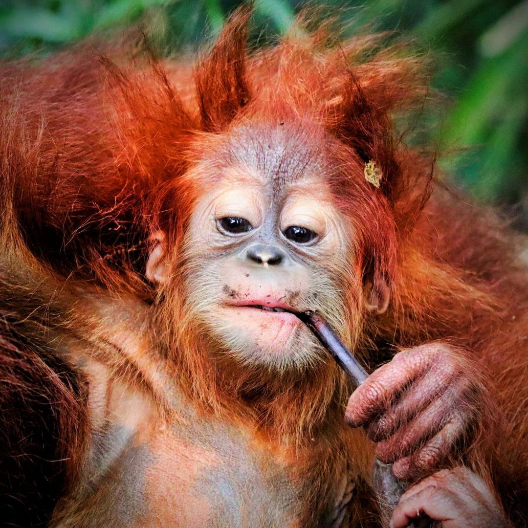 Jungle Life Guest House - Trekking & Transport Only Book With Us Bukit Lawang Ngoại thất bức ảnh